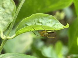 a bug on a leaf in the jungle photo