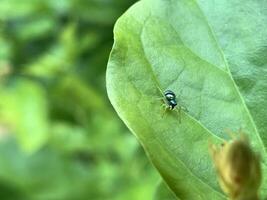 a small spider on a leaf photo
