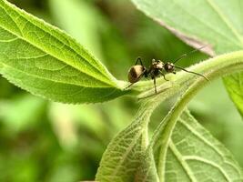a small insect sitting on a leaf photo