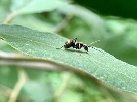 a small insect sitting on a leaf photo