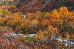 landscape with a mountain river stream in a birch forest with orange trees in valley in autumn photo