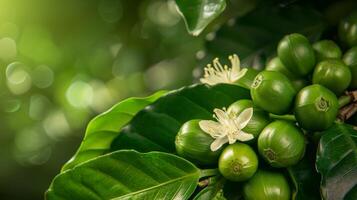 Close-up of green coffee beans on a branch with blooming white flowers photo