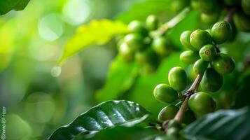 Green coffee beans cluster on a branch in a tropical forest photo