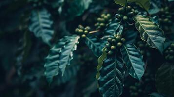 Close-up of coffee beans on a branch, surrounded by lush green leaves photo