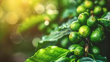 Close-up of unripe coffee beans on a branch photo