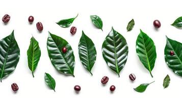 Coffee leaves and beans arranged on a white surface photo