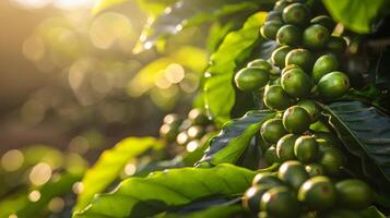 Close-up of green coffee beans on a branch photo