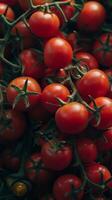 Close-up of red tomatoes on the vine photo