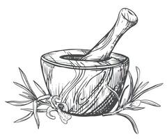 Rosemary and a wooden mortar for crushing herbs. illustration of aromatic herbs, spices. Hand sketch in engraving technique. Separate design elements in a rustic style. vector