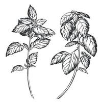 Basil on a white background in retro style. A popular seasoning in Italian, Greek and Provencal cuisine. Branch in engraving style. Spices botanical illustration. vector