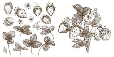 Set of drawings of strawberries. Berries, flowers, leaves. Engraving style illustration. Farm harvest isolated on white background. Great for label, poster, print, logo. . vector