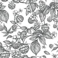 Raspberry seamless pattern. drawing. Isolated sketch of berries and leaves in engraving style on white background. Detailed line sketch, hand drawn. The background for packaging design, labels. vector