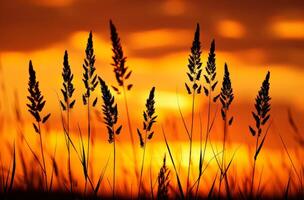 Silhouetted blades of grass stand tall against a colorful sunset photo