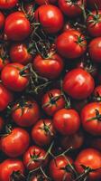 A close-up view of a pile of freshly picked tomatoes photo