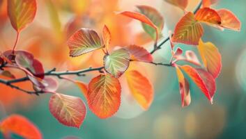 Close-up of a branch with colorful leaves changing color photo