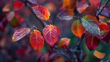Vibrant leaves in shades of red, orange, and blue photo