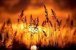Silhouettes of grass blades stand tall against a fiery sunset photo