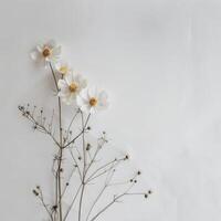 A simple arrangement of white cosmos flowers on a plain white background photo