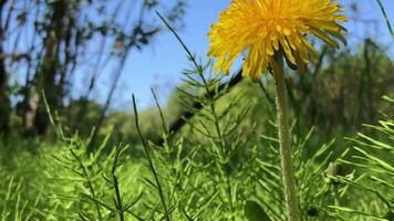 one large yellow dandelion in nature, panorama upwards, low angle view, green background video