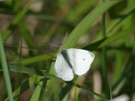 Cabbage butterfly macro shot photo