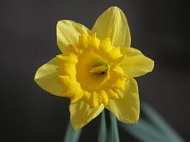 a single yellow daffodil is shown in front of a dark background photo