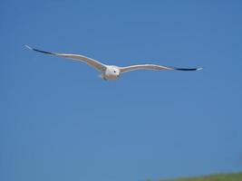 Seagull flying with expanded wings photo