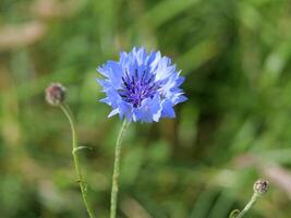 Macroshot of a wild corn flower photo