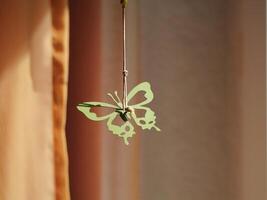 a green butterfly hanging from a string photo