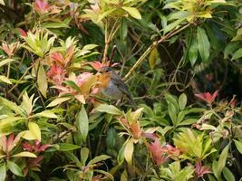 European robin in shrub photo