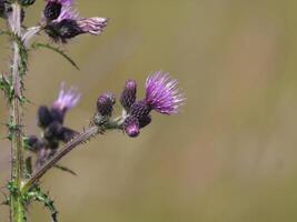 Macro Shot of a Thistle photo