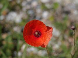 Macroshot of a wild Poppy photo