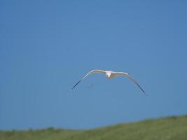 Seagull flying along beach dune photo