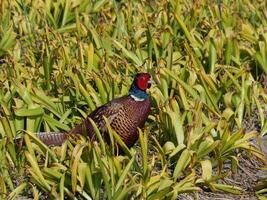 Pheasant in field photo