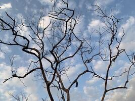 Bare Tree Branches Against a Cloudy Sky photo