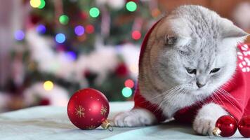 Cat Dressed as Santa Claus play with red Christmas ball in its paws,sits on table in front of Christmas tree shining with bright garland of multi-colored lights, holiday with pets video