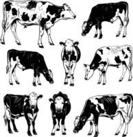 Set of Black and White Cows Illustrations, Detailed and Versatile Design Elements for Various Creative Projects vector