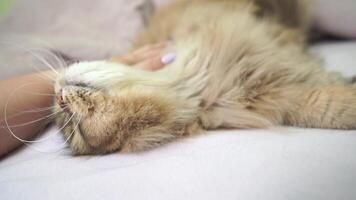 A cat is laying on a bed with its head on a person's hand. The cat appears to be relaxed and comfortable. video