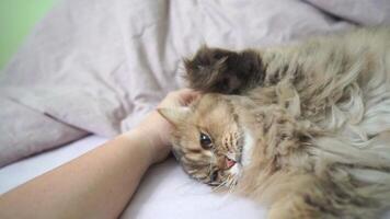 A cat is laying on a bed with its head on a person's hand. The cat is fluffy and has a calm expression. video
