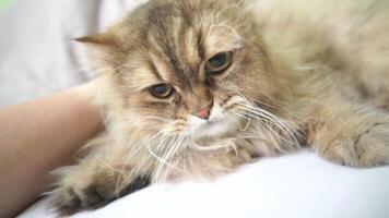A cat is laying on a bed with its head on a person's hand. The cat is fluffy and has a calm expression. video
