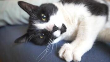 A black and white cat is laying on a blue surface. The cat has a green eye and is looking at the camera. video