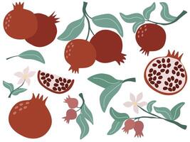 Hand drawn pomegranate fruit set vector