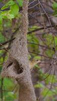 Baya Weaver - Discover the beauty of the Baya Weaver, a master of intricate nest weaving found across the Indian Subcontinent and Southeast Asia. video