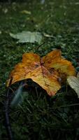 a yellow leaf laying on the ground in the rain photo