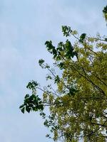 a bird flying in the sky with a tree in the background photo