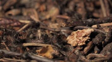 Work and life of forest ants in an anthill. The anthill is teeming with ants, shot close-up. video