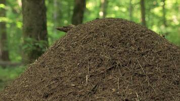 Ant in the forest. Work and life of forest ants in an anthill. video