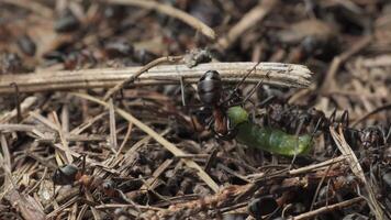 The ants drag the caterpillar into the anthill. Work and life of forest ants in an anthill. The anthill is teeming with ants, shot super macro, 4K video