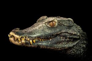 Head of a crocodile. Dwarf Caiman. photo