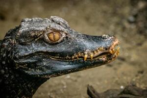 Head of a crocodile. Dwarf Caiman. photo