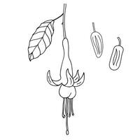 Bolivian Fuchsia flower with fruits hand drawn illustration on isolated background. Botanical Ink sketch of a subtropical bush branch fuchsia, fetuses. Sacred floret, food, fragrant ingredient vector